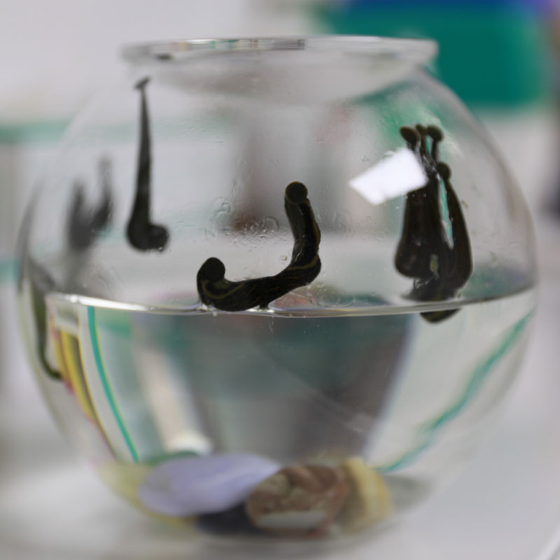 Naturheilpraxis Mai - Blutegeltherapie Naturheilpraxis Mai - Blutegeltherapie